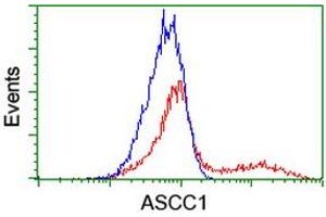 HEK293T cells transfected with either RC201872 overexpress plasmid (Red) or empty vector control plasmid (Blue) were immunostained by anti-ASCC1 antibody (ABIN2455113), and then analyzed by flow cytometry. (ASCC1 anticorps)