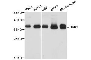 Western blot analysis of extracts of various cell lines, using DKK1 antibody (ABIN5970211) at 1/1000 dilution. (DKK1 anticorps)