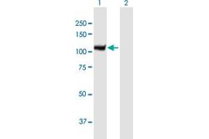 Western Blot analysis of AOF2 expression in transfected 293T cell line by AOF2 MaxPab polyclonal antibody. (LSD1 anticorps  (AA 1-876))