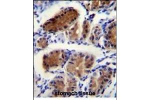 LUC7L Antibody (Center) (ABIN656137 and ABIN2845476) immunohistochemistry analysis in formalin fixed and paraffin embedded human stomach tissue followed by peroxidase conjugation of the secondary antibody and DAB staining. (LUC7L anticorps  (AA 219-246))