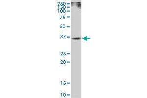 RAD51 MaxPab polyclonal antibody.