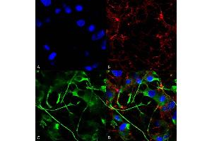 Immunocytochemistry/Immunofluorescence analysis using Mouse Anti-VAChT Monoclonal Antibody, Clone S6-38 (ABIN2485329).