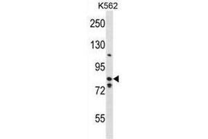 BACH2 Antibody (Center) western blot analysis in K562 cell line lysates (35µg/lane). (BACH2 anticorps  (Middle Region))