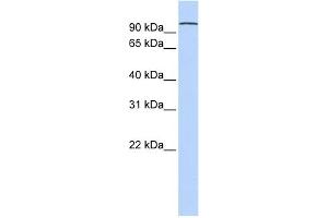 WB Suggested Anti-PCDHA3 Antibody Titration:  0. (PCDHA3 anticorps  (N-Term))