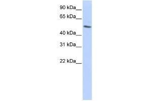 WB Suggested Anti-TUBB Antibody Titration: 0. (TUBB anticorps  (N-Term))