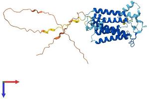 AlphaFold protein structure predicition of Mouse Recombinant Sgms2 Protein, UniprotID Q9D4B1