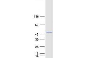 Validation with Western Blot