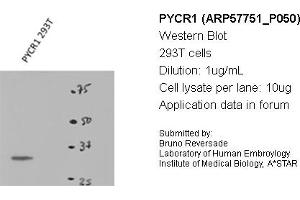 Image no. 2 for anti-Pyrroline-5-Carboxylate Reductase 1 (PYCR1) (Middle Region) antibody (ABIN2787370) (PYCR1 anticorps  (Middle Region))