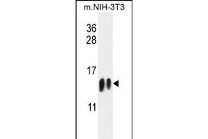 H4-K20 Antibody (N-term) (ABIN651847 and ABIN2840421) western blot analysis in mouse NIH-3T3 cell line lysates (35 μg/lane). (HIST1H4A anticorps  (N-Term))