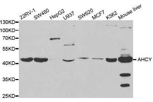 Western blot analysis of extracts of various cell lines, using AHCY antibody. (AHCY anticorps  (AA 253-432))