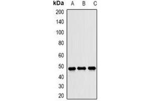 Western blot analysis of JNK1 expression in U87 (A), HeLa (B), mouse liver (C) whole cell lysates. (JNK anticorps)