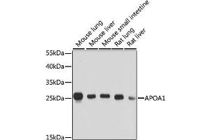 Western blot analysis of extracts of various cell lines, using APOA1 antibody. (APOA1 anticorps  (AA 25-267))