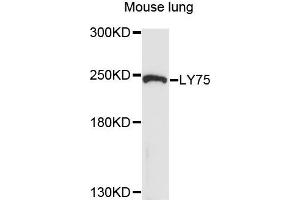 Western blot analysis of extracts of mouse lung cells, using LY75 antibody. (LY75/DEC-205 anticorps)