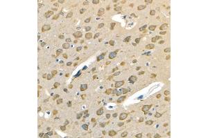 Immunohistochemistry of paraffin embedded mouse brain using Neurturin (ABIN7074832) at dilution of 1:500 (400x lens) (Neurturin anticorps)