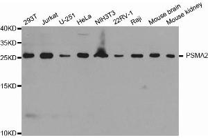 Western blot analysis of extracts of various cell lines, using PSMA2 antibody (ABIN6293072) at 1:1000 dilution. (PSMA2 anticorps)