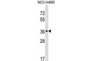Western Blotting (WB) image for anti-TP53 Target 5 (TP53TG5) antibody (ABIN3000107) (TP53TG5 anticorps)