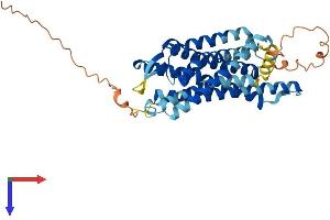 AlphaFold protein structure predicition of Human Recombinant PROKR2 Protein, UniprotID Q8NFJ6
