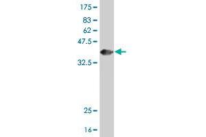 Western Blot detection against Immunogen (36.