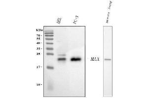 Western blot analysis of MAX using anti-MAX antibody (ABIN5692891).