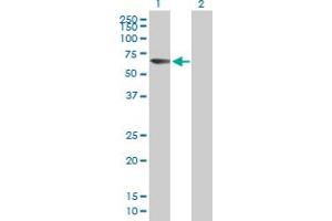 Western Blot analysis of ACSM5 expression in transfected 293T cell line by ACSM5 MaxPab polyclonal antibody.