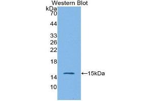 Western Blotting (WB) image for anti-Interleukin 4 (IL4) (AA 26-147) antibody (ABIN2118302) (IL-4 anticorps  (AA 26-147))
