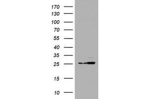 Image no. 2 for anti-Proteasome Subunit alpha 2 (PSMA2) (AA 50-234) antibody (ABIN1491567) (PSMA2 anticorps  (AA 50-234))