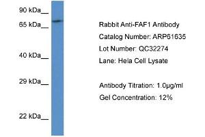 Western Blotting (WB) image for anti-Fas (TNFRSF6) Associated Factor 1 (FAF1) (C-Term) antibody (ABIN2788857) (FAF1 anticorps  (C-Term))
