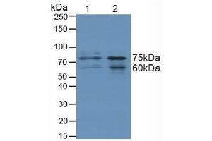 Western blot analysis of (1) Human HeLa cells and (2) Human 293T Cells.