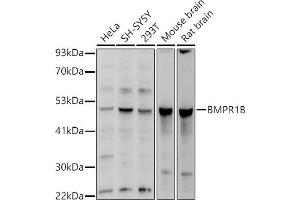 Western blot analysis of extracts of various cell lines, using BMPR1B antibody (ABIN3022719, ABIN3022720, ABIN3022721, ABIN1512645 and ABIN6219169) at 1:1000 dilution.