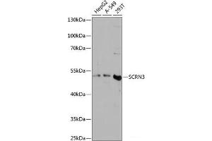Western blot analysis of extracts of various cell lines using SCRN3 Polyclonal Antibody at dilution of 1:3000.