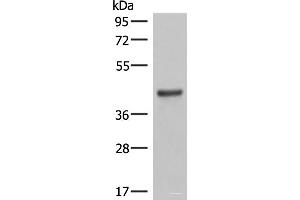 Western blot analysis of Mouse lung tissue lysates using LMCD1 Polyclonal Antibody at dilution of 1:550