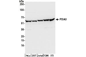 Western Blotting (WB) image for anti-Protein Disulfide Isomerase Family A, Member 3 (PDIA3) (AA 25-75) antibody (ABIN7453943)