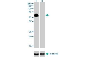 Western blot analysis of SP100 over-expressed 293 cell line, cotransfected with SP100 Validated Chimera RNAi (Lane 2) or non-transfected control (Lane 1). (SP100 anticorps  (AA 1-98))