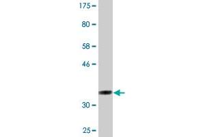 Western Blot detection against Immunogen (36.