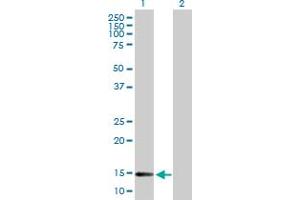 Western Blot analysis of DNAJC19 expression in transfected 293T cell line by DNAJC19 MaxPab polyclonal antibody. (DNAJC19 anticorps  (AA 1-116))