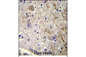 GEL2 Antibody (C-term) (ABIN390122 and ABIN2840629) immunohistochemistry analysis in forlin fixed and paraffin embedded hun brain tissue followed by peroxidase conjugation of the secondary antibody and DAB staining. (MAGE-Like 2 anticorps  (C-Term))