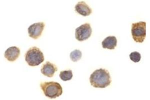 Immunocytochemistry of SIRP alpha in THP-1 cells with this product at 1 μg/ml.