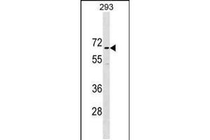 Western blot analysis in 293 cell line lysates (35ug/lane). (CCDC151 anticorps  (N-Term))