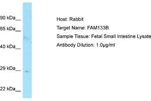 Host: RabbitTarget Name: FAM133BAntibody Dilution: 1. (FAM133B anticorps  (C-Term))