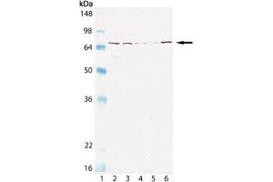 Western blot analysis of Grp75/Mortalin, mAb (30A5) : Lane 1: MW marker, Lane 2: HeLa (heat shocked), Lane 3: L-929 (heat shocked), Lane 4: CHO -K1 (heat shocked), Lane 5: GPC-16 (heat shocked), Lane 6: PC-12 (heat shocked). (HSPA9 anticorps)