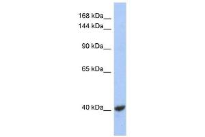 KCNQ2 antibody used at 1 ug/ml to detect target protein. (KCNQ2 anticorps  (Middle Region))