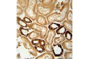 Immunohistochemistry analysis in formalin fixed and paraffin embedded human lymph node reacted with LRRC33 Antibody (C-term) followed which was peroxidase conjugated to the secondary antibody and followed by DAB staining. (LRRC33 anticorps  (C-Term))