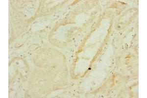 Immunohistochemistry of paraffin-embedded human kidney tissue using ABIN7159895 at dilution of 1:100 (DNAJC19 anticorps  (AA 1-116))