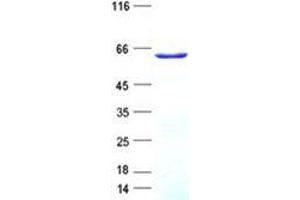 Validation with Western Blot (KRBA2 Protein (His tag))