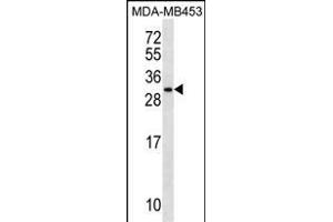 MRPS10 Antibody (Center) (ABIN1537765 and ABIN2850104) western blot analysis in MDA-M cell line lysates (35 μg/lane). (MRPS10 anticorps  (AA 113-141))