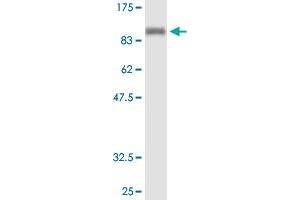Western Blot analysis of NELL1 recombinant protein (H00004745-P01) by NELL1 purified MaxPab mouse polyclonal antibody.
