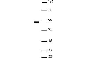 STAT5A antibody (pAb) tested by Western blot. (STAT5A anticorps  (C-Term))