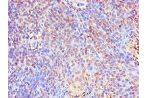 Immunohistochemistry of paraffin-embedded human tonsil tissue using ABIN7160251 at dilution of 1:100