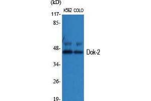 Western Blot (WB) analysis of specific cells using Dok-2 Polyclonal Antibody. (DOK2 anticorps  (Tyr419))