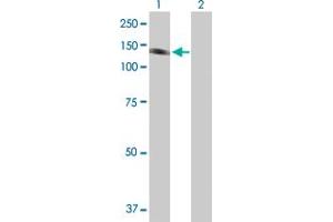 Western Blot analysis of PTK2B expression in transfected 293T cell line by PTK2B MaxPab polyclonal antibody. (PTK2B anticorps  (AA 1-1009))